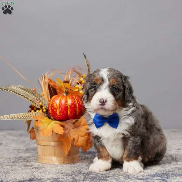 Chuck, Mini Bernedoodle Puppy